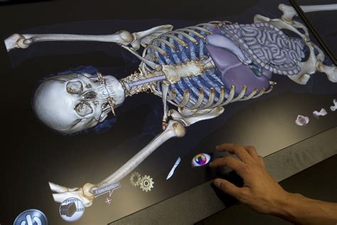 Body image: Computerized table lets students do virtual dissection ...