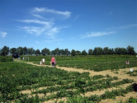 Strawberry Picking at Holt © Jeff Buck cc-by-sa/2.0 :: Geograph Britain and Ireland