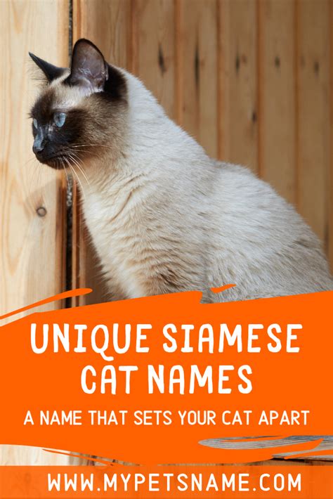 Unique Siamese Cat Names Cat Names Cute Cat Names Siamese Cats 180234 | Hot Sex Picture