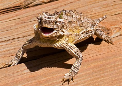 Texas Horned Lizard Photograph by Millard H. Sharp - Fine Art America