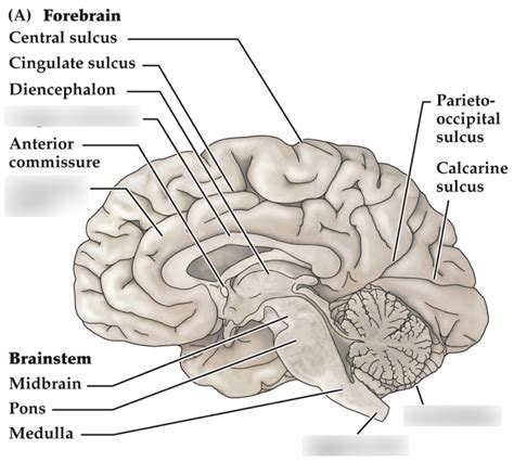 Midsagittal view of the brain Diagram | Quizlet