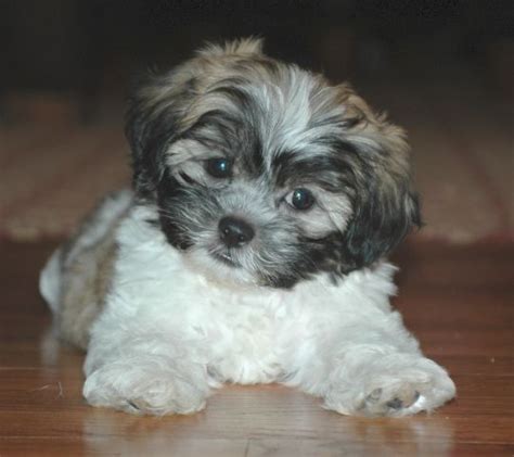 Zuchon puppy - shih tzu x bichon frise - so super cute! 💕💕 | Shichon ...