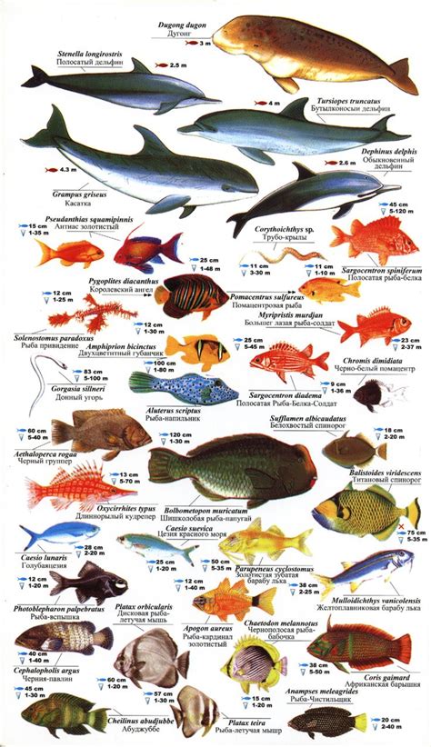 Red sea fishes | Fish chart, Sea fish, Prehistoric wildlife