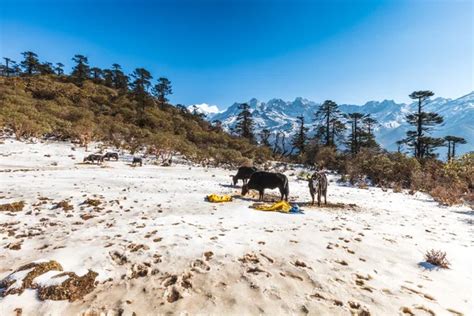 Kanchenjunga national park Stock Photos, Royalty Free Kanchenjunga ...