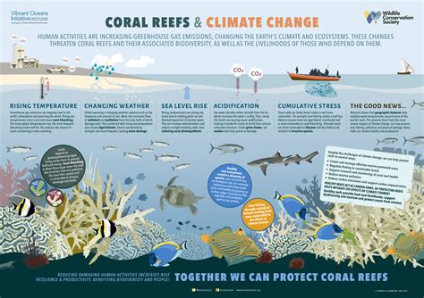 Coral Bleaching Effects