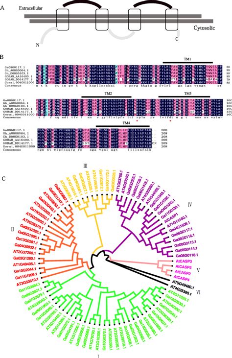 Topology, conserved Casparian strip membrane domain features, and... | Download Scientific Diagram