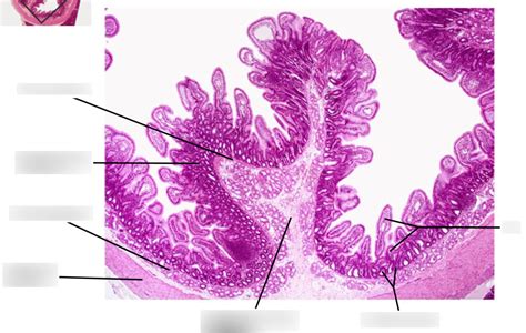 Digestive System PAL (Histology) Diagram | Quizlet