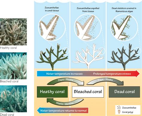 What is Coral Bleaching and What Causes It - Fight For Our Reef