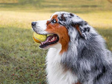 Introduction To The Blue Merle Australian Shepherd