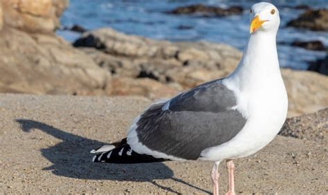 What Is the State Bird of Utah? - The California Gull