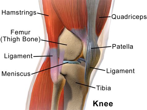 Rodilla del Saltador, origen síntomas y tratamiento. Tendón rotuliano.