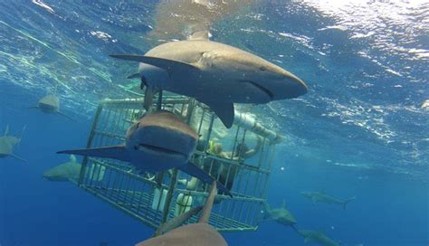 Shark Diving Oahu