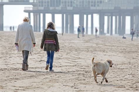 Coast of the North Sea in Netherlands Near Dunes Meijendel Editorial ...