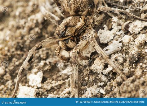 Lycosa tarantula stock image. Image of deathly, closeup - 182730483