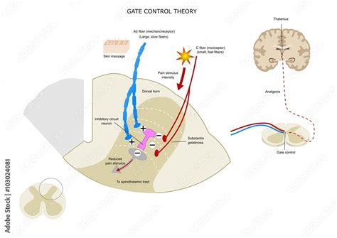 Gate Control Pain Receptor