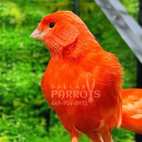 Singing Canary Bird - Red Factor - Dallas Parrots