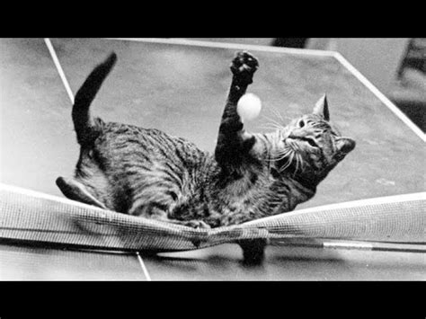 Funniest Cats| Funny Cat Playing Ping – Pong Compilation | World Cat Comedy