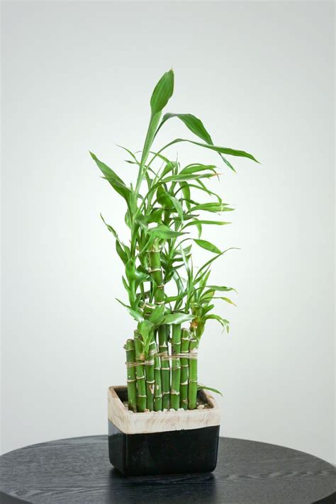 Green up Your Office With These 10 Easy Plants | Lucky bamboo care, Lucky bamboo, Lucky bamboo ...