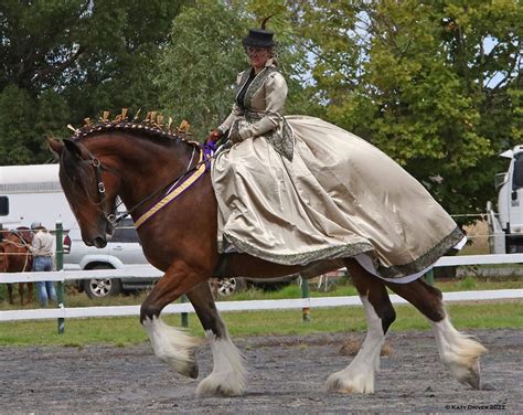 Shire Studs | Shire Horse Breeders