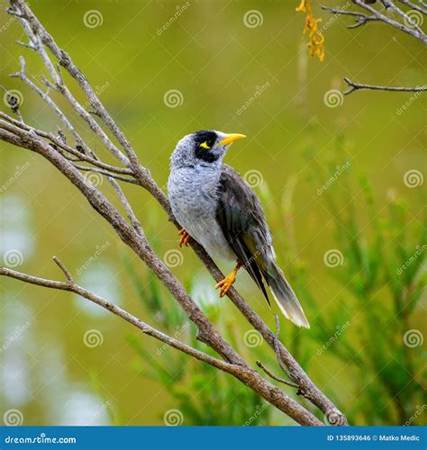 Noisy Miner Bird Manorina Melanocephala Royalty-Free Stock Image | CartoonDealer.com #146528548