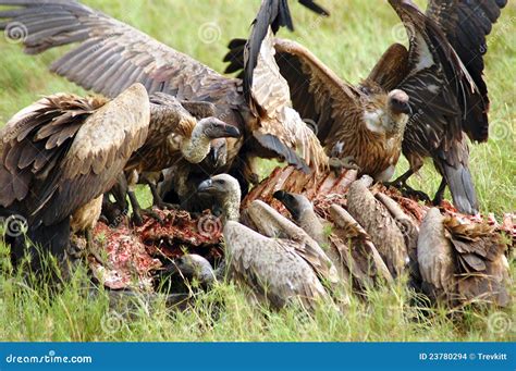 Vultures Attacking And Eating A Buffalo Carcass Stock Images - Image: 23780294