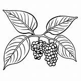 Ripe Blackberries On A branch coloring Page Lulu Pages sketch template