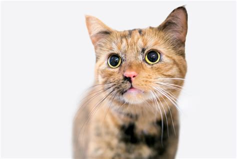 Why Are My Cat’s Eyes Dilated? – Union Lake Veterinary Hospital