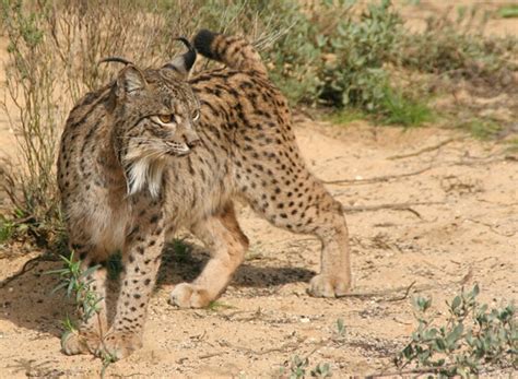 Animales en el Planeta: Lince Ibérico (Especie en peligro crítico de extinción)