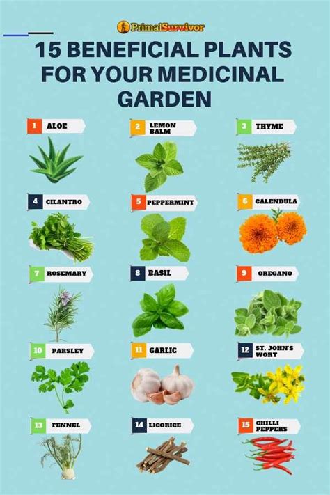 54 Square Foot Medicinal Garden Plan - #jardineríaenmacetas - In the ...