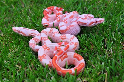 10 Beautiful Boa Constrictor Morphs - ReptileWorldFacts