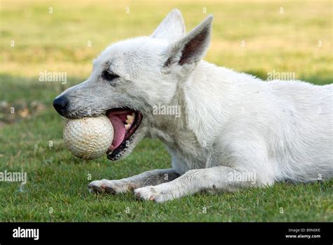 Dog with ball in mouth, lying on grass Stock Photo - Alamy