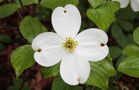 Cornus florida - White Flowering Dogwood - The Seed Vine