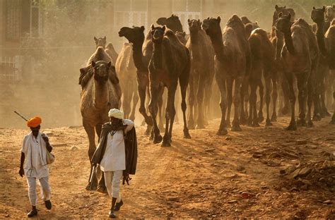 Pushkar Camel Fair Picture | Pushkar Camel Fair - ABC News