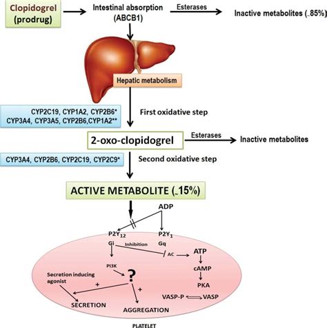 Mechanism of action of clopidogrel (reproduced with permission from Yin ...