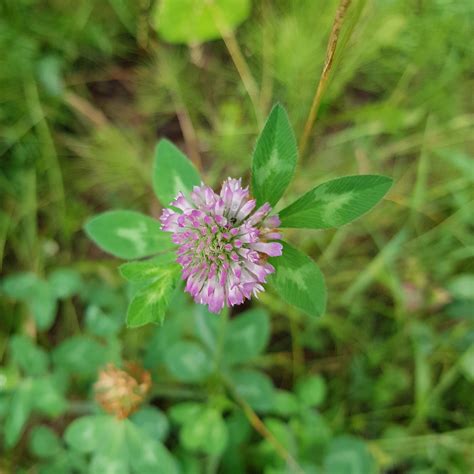 10 Edible Wild Flowers