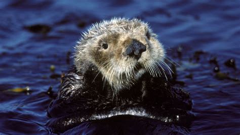 How sea otters can fight climate change - BBC Future