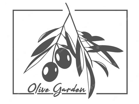 Premium Vector | Olive branch vector illustration for logo.