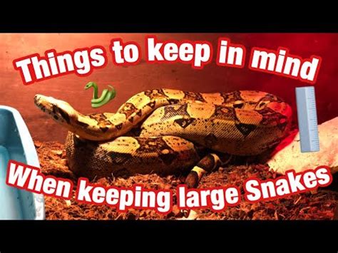 Things To Keep In Mind When Keeping BIG Snakes | Tips and Tricks ...