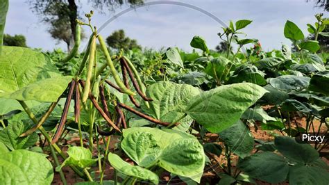 Image of Bunch Of Raw Moong Beans On Plant In A Farm Land In India-ID933207-Picxy