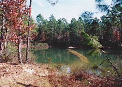 Wiggins Camp, Osceola National Forest near Lake City, FL. | Florida adventures, National forest ...