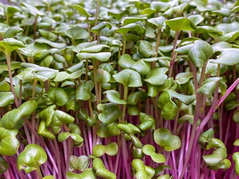 Radish China Rose Organic Microgreens | Brussels | shop | oh nènè