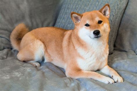 Why is the Shiba Inu the Most Popular Dog in Japan? - K9 Web