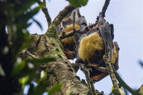 30+ Samoan Fruit Bat Stock Photos, Pictures & Royalty-Free Images - iStock