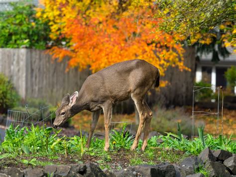 Deer Control and Deterrent | Bug Spray