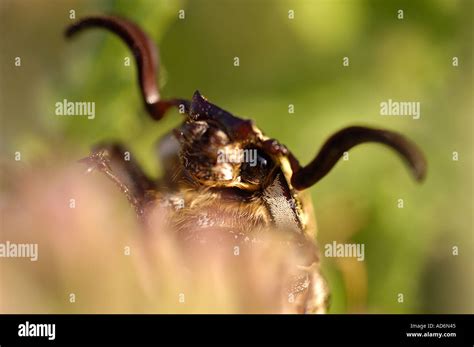 macro wild insects horns Stock Photo - Alamy