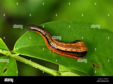 Tiger Leech (Haemadipsa picta), Danum Valley Conservation Area, Borneo, Malaysia Stock Photo - Alamy