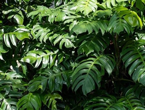 Dragon Tail Plant (Epipremnum Pinnatum) Grow and Care Guide - Sumo Gardener