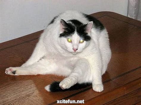 Fantastic Funny Fat Cats - XciteFun.net