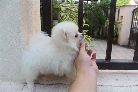 LovelyPuppy: 20131023 Mini White Pomeranian Puppy