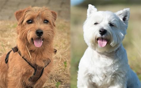 Cairland Terrier (Cairn Terrier & Westie Mix): Pictures, Care Guide, Temperament & Traits | Hepper